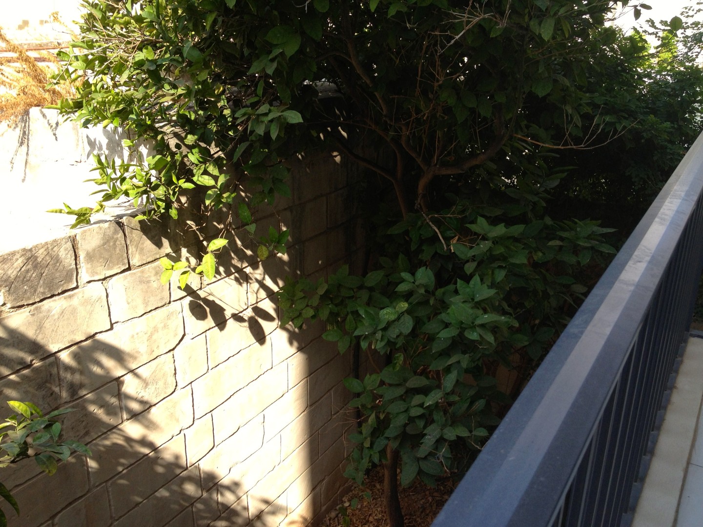 Modernized 3 bedroom flat in Balzan for rent