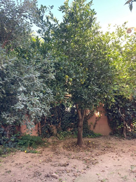 Hostel with a Garden